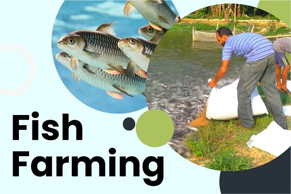 Fish Farming Business