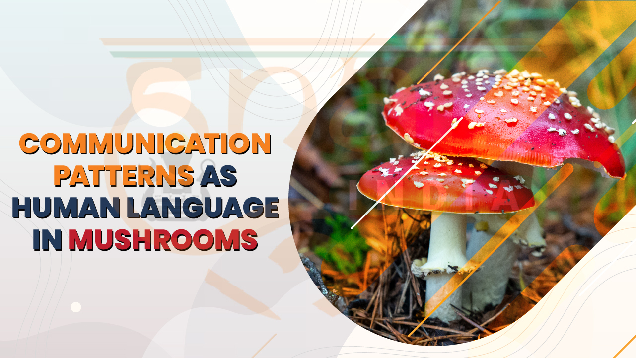 Communication Patterns as Human Language in Mushrooms