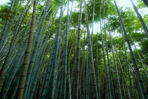 Cultivation Technology of Bamboo