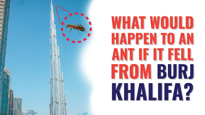 What would happen to an ant if it fell from Burj Khalifa?
