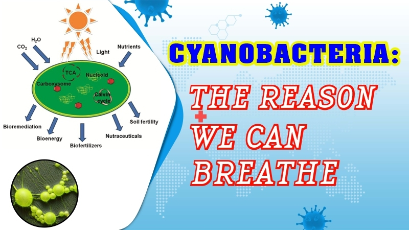 Cyanobacteria: The reason we can breathe