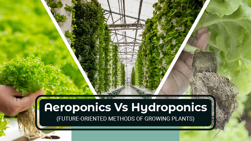 Aeroponics Vs Hydroponics