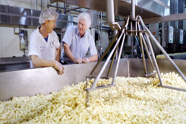 Cheese Processing Business
