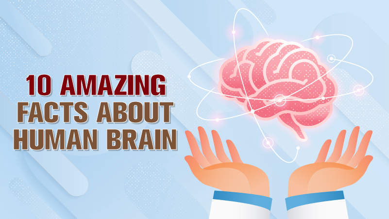Human Brain: facts and information
